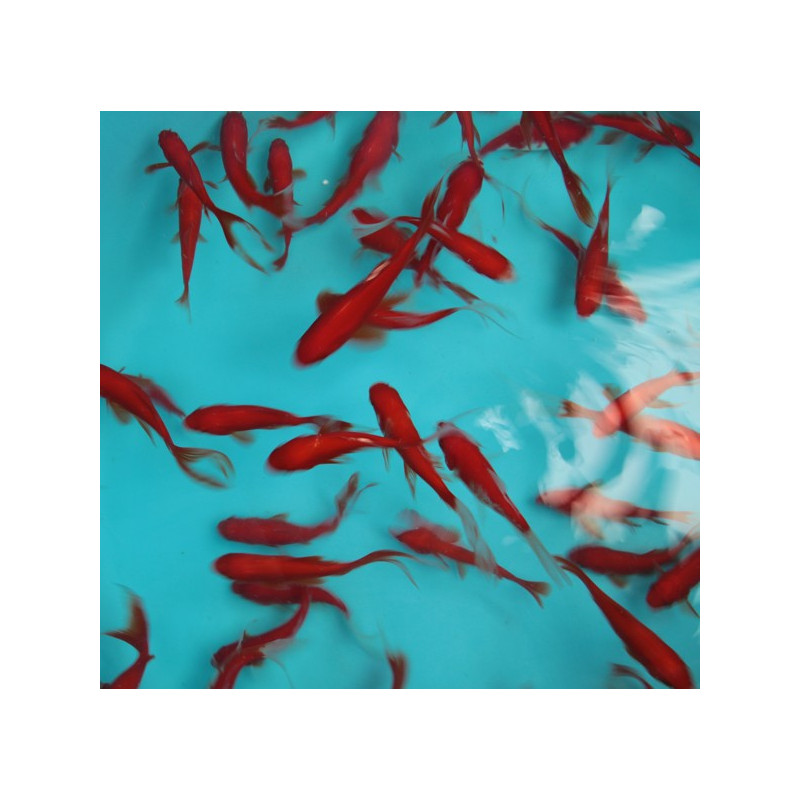 Comettes rouges 10-12cm